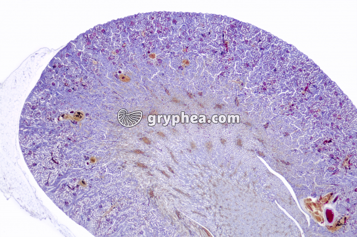 Rein injecté x6 - gryphea.com